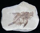 Capros Fish Fossil With Aspiration!!! - Died Eating #6962-1